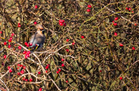 Waxwing Bombycilla garrulus feeding in the dunes of hoek v holland in the netherlands