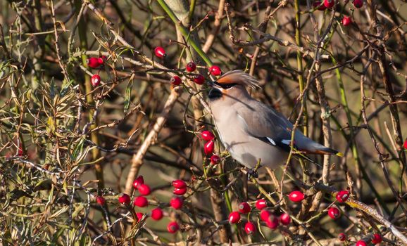 Waxwing Bombycilla garrulus feeding in the dunes of hoek v holland in the netherlands