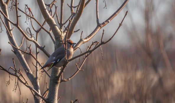 Waxwing Bombycilla garrulus feeding in the dunes of hoek v holland in the netherlands