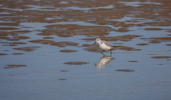 stilt walker or calidris alba bird at the coastline in holland