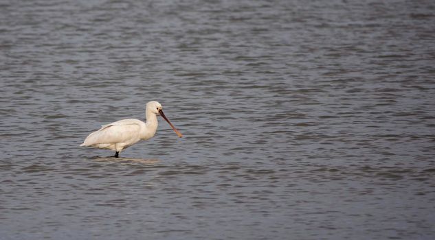 one eurasian spoonbill bird in the northsea in holland during winter