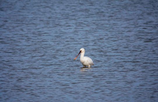 one eurasian spoonbill bird in the northsea in holland during winter