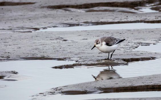 stilt walker or calidris alba bird at the coastline in holland