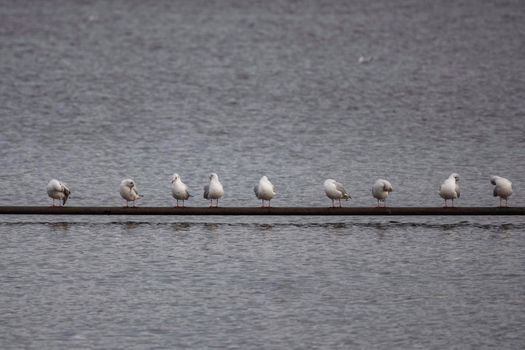 a row of seagulls on a beam above the water in holland