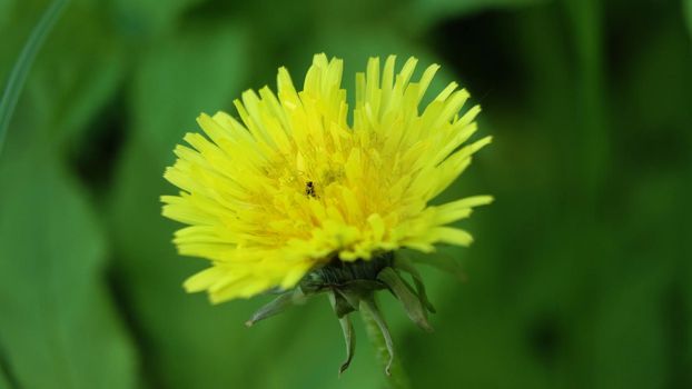Yellow dandelion flower. Yellow dandelion flower in meadow close up, macro.