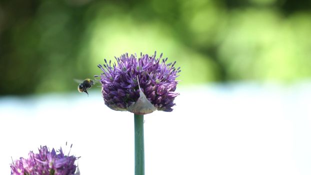 Bee on purple flower. Bee collects nectar from a flower in sunny summer day,macro. Honeybee on Flower.