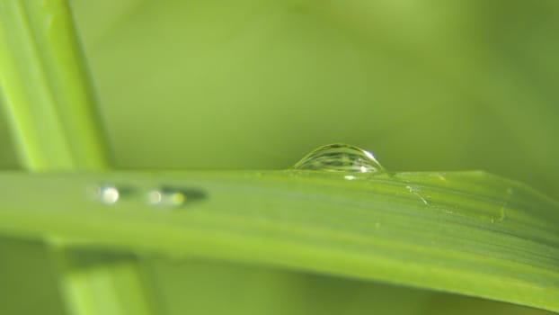 Drop of dew in morning on leaf with sun light. Water drops on the green grass. Water drops on fresh green lea close up, macro.