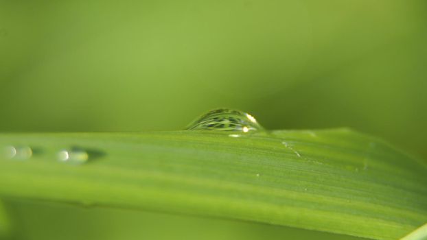 Drop of dew in morning on leaf with sun light. Water drops on the green grass. Water drops on fresh green lea close up, macro.