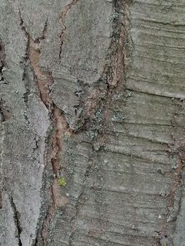 Close up of tree trunk with healed wound and hard texture