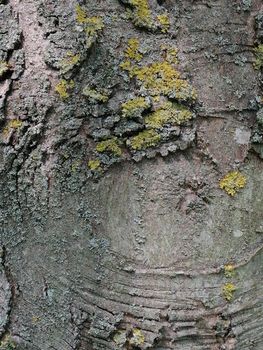 Close up of tree trunk with healed wound and hard texture