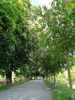 Park near the city of Greifswald. The inner city of greifswald, germany.