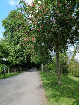 Park near the city of Greifswald. The inner city of greifswald, germany.