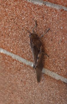 grasshopper (scientific name Orthoptera Caelifera) of animal class Insecta (insects) on a wall