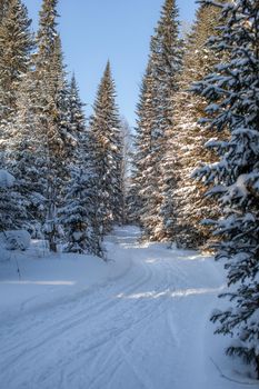 A walk through the winter forest. Snow trees and a cross-country ski trail. Beautiful and unusual roads and forest trails. Beautiful winter landscape.