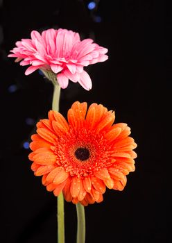 Gerbera with stem isolated on black background