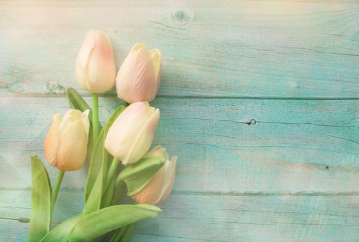 Spring white tulips flower on color wooden background. Tulip, gardening concept. Top view, copy space for your text.