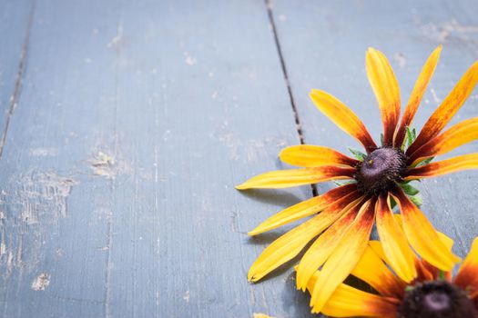 Garden flowers over old blue wooden table background. Backdrop with copy space