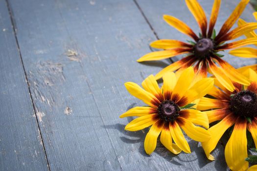 Garden yellow flowers on old blue wooden table background. Backdrop with copy space