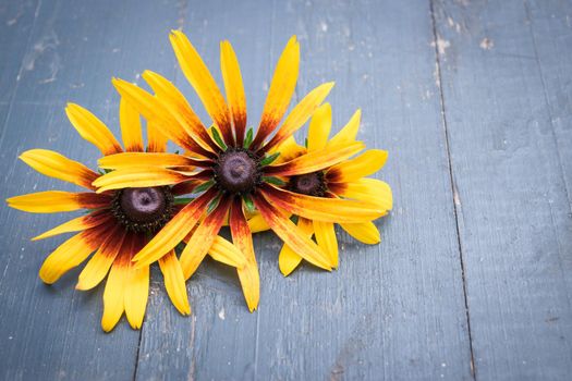 Beautiful Garden yellow flowers on old dark wooden table background. Backdrop with copy space