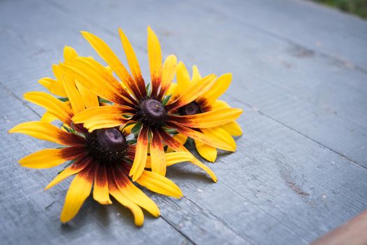 Beautiful yellow flowers on old dark wooden table background. Backdrop with copy space