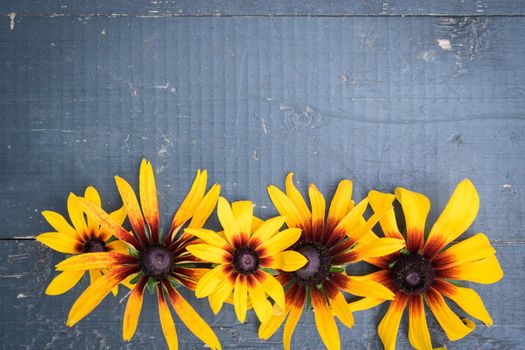 Frame of Garden yellow flowers on old blue wooden table background. Backdrop with copy space