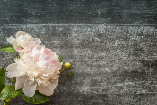 Gentle romantic peonies on dark wooden background with copyspace. Top view