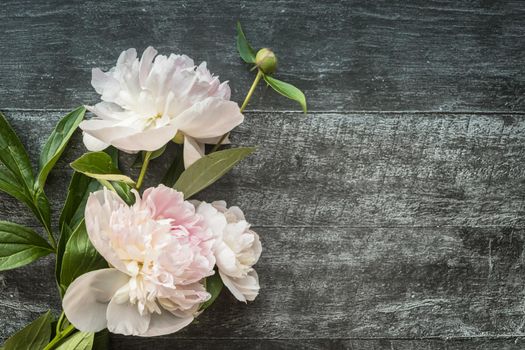 Gentle light peonies on dark wooden background with copyspace