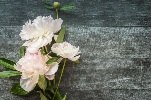 Bright Pions on dark wooden background with copyspace