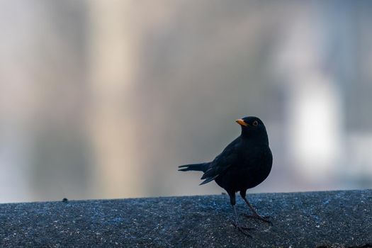 blackbird placed on a low wall with a playful beak