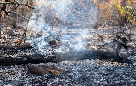 After rain forest fire disaster is burning caused by humans