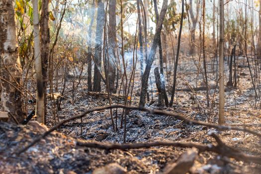 After rain forest fire disaster is burning caused by humans