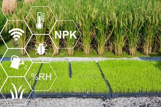 Farmer using computer control for management , monitoring and detect with the sensor in the rice field.