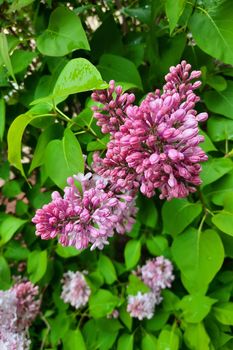 A branch of lilac flowers in the park in spring