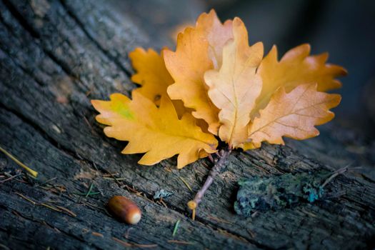 Yellow oak leaves on a log with acorn. Autumn fallen leaves on a tree trunk on the ground.