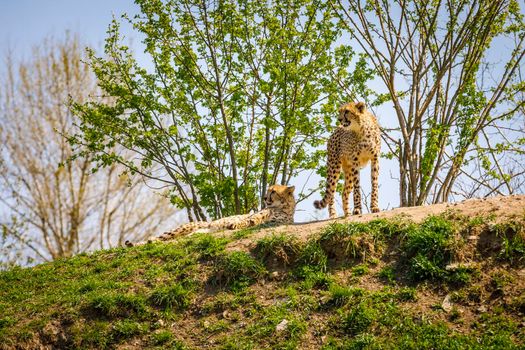 Two leopards are resting on a high hill after a quick run.