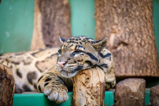 A tiger cub rests on the playground at the zoo. Close-up