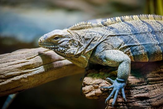 A large lizard monitor lizard crawls on a log. Close-up.