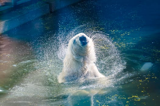Polar bear takes water treatments at the zoo. shakes off, splashes in different directions.