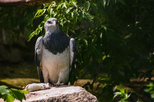 Portrait of a formidable eagle sitting on a rock with a mouse caught. The predator is preparing to take food.