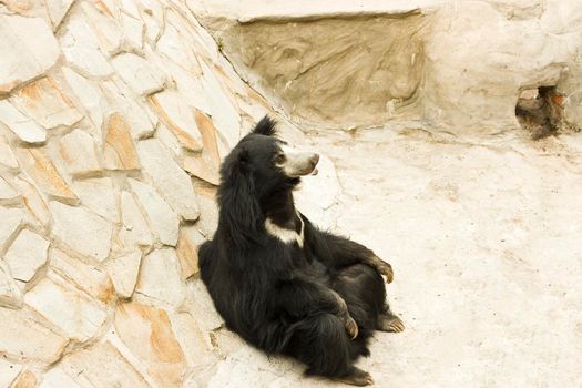 A brown black bear sits by a hill in the zoo, its paws folded in its lap.