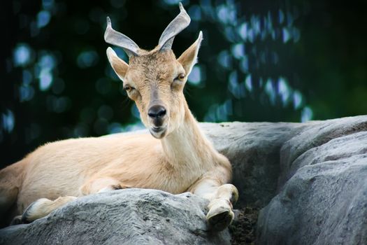 A beautiful goat with big horns lies on a stone cliff in the zoo