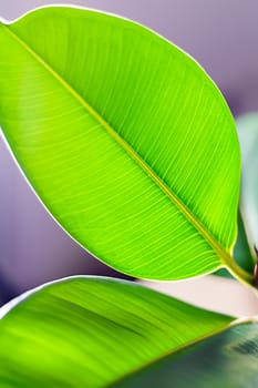 Texture of ficus leaves on a gray background.Clean leaves are illuminated by light. Juicy green color, close-up. background