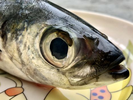 Closeup view of the head of the lady fish kept in a plate for sale in the market