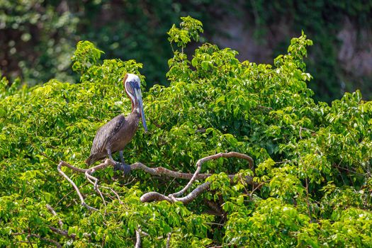 A large brown pelican with a huge beak sits on a branch of a green tree in the reserve.