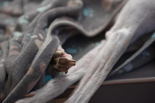 Close up of a pet greyhound's paw sticking out from under her paw patterned blanket. Muscular and slender white front legs visible too.