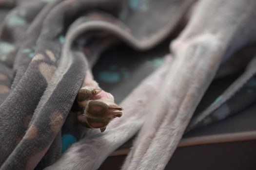 Weathered back paw and front legs of a rescued pet greyhound. Partly covered by a grey and blue soft dog blanket made from fleece. Domestic comfort