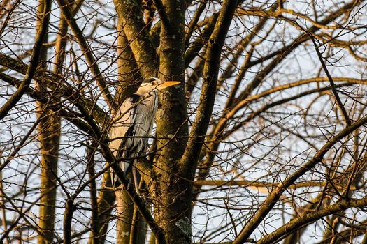 gray heron perched on a pine in the cityin winter time