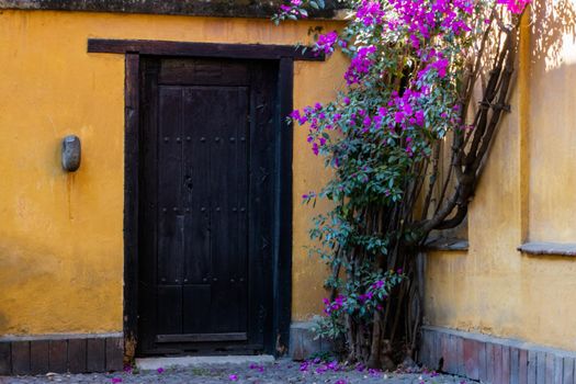 Classic yellow house from Mexico City with beautiful purple flowers next to the door. Hispanic home in narrow street surrounded by nature. Colorful Mexican neighborhood