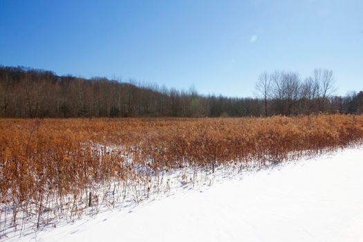 Highbanks Metro Park, River Bluff Area, in Winter, Columbus, Ohio