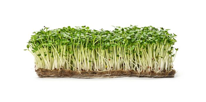Close up fresh green arugula microgreens sprouts on drainage compost isolated on white background, low angle side view